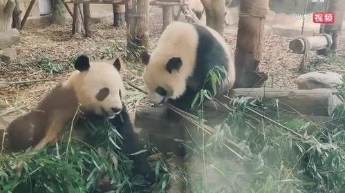 娱乐吃瓜熊猫视频在线观看,在线观看,笑料连连